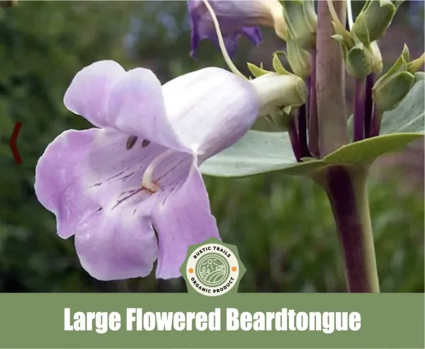Large Flowered Beardtongue, Penstemon grandiflorus, Shellleaf Penstemon, Showy Beardtongue